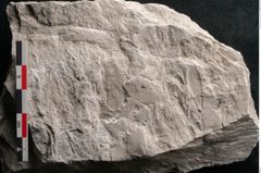 Foto (Detailansicht) von Dictyopteris brongniarti Gutb. (NHMW-GEO-2024-0188-10766)